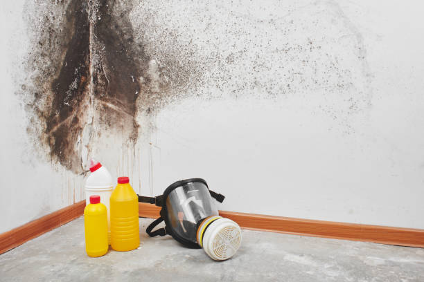 Best Residential Mold Removal  in Croswell, MI