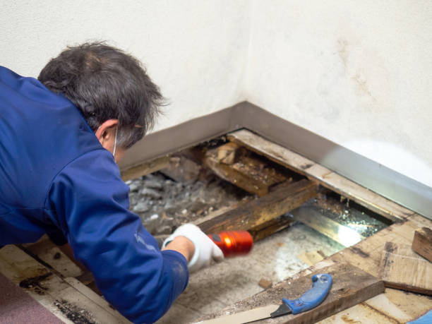 Best Mold Remediation  in Croswell, MI