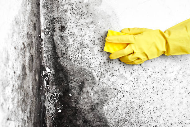 Best Mold Removal and Inspection  in Croswell, MI