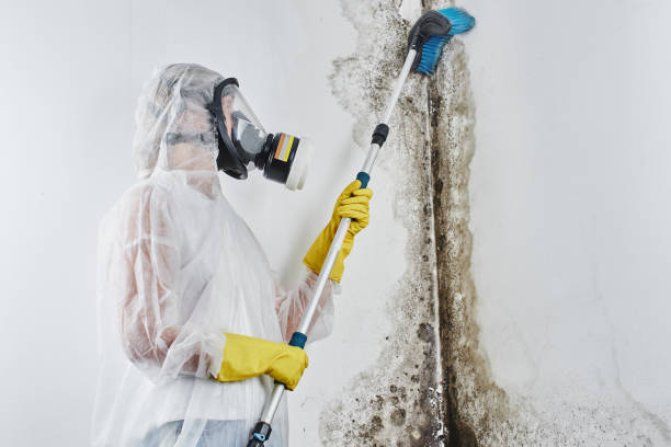 Best Mold Testing  in Croswell, MI