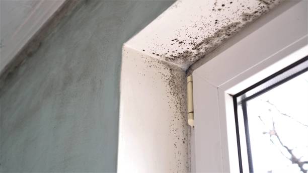 Best Mold Inspection  in Croswell, MI