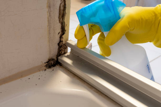 Best Toxic Mold Removal  in Croswell, MI