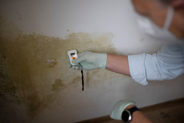 Best Emergency Mold Removal  in Croswell, MI