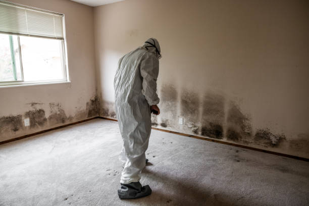 Best Professional Mold Removal  in Croswell, MI