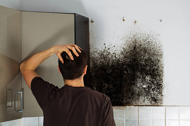 Best Mold Damage Repair  in Croswell, MI