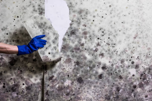 Best Mold Removal Near Me  in Croswell, MI
