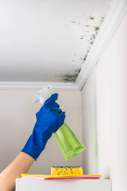 Best Local Mold Removal Service  in Croswell, MI
