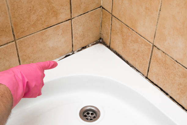 Croswell, MI Mold Removal Company